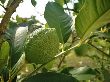 Close-up of green leaves