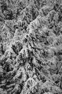 Full frame shot of snow covered land