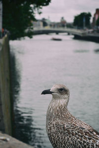 Close-up of seagull on riverbank