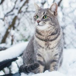 Cat looking away in snow on field during winter