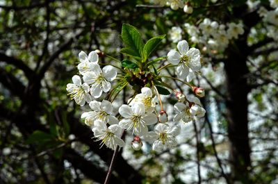 Close-up of cherry blossom