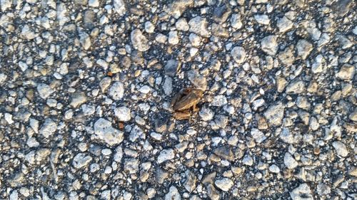 High angle view of crab on pebbles