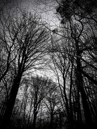 Low angle view of silhouette trees in forest against sky