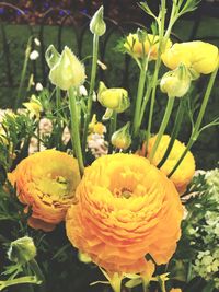 Close-up of yellow flowers blooming outdoors