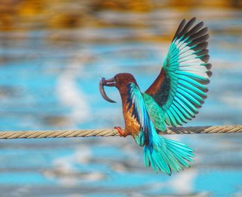 Close-up of bird flying