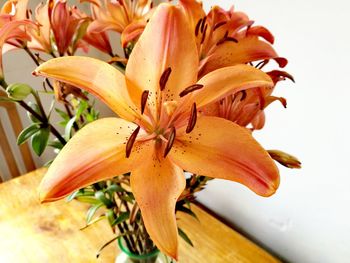 Close-up of day lily blooming outdoors