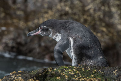 Close-up of galapagos penguin on rock