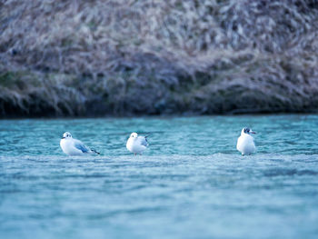 Seagulls on sea shore