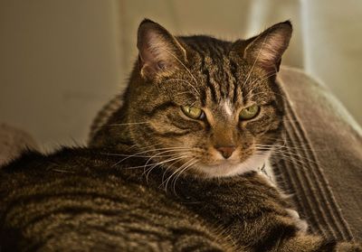 Close-up portrait of cat sitting