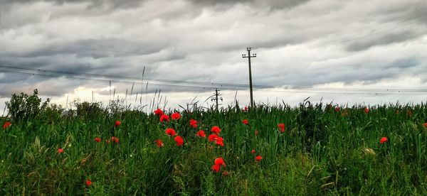 Red poppy flowers growing on field against sky