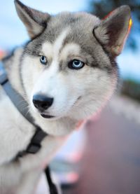 Close-up of husky  dog