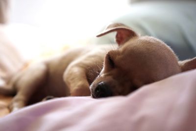 Close-up of cute puppy sleeping on bed at home
