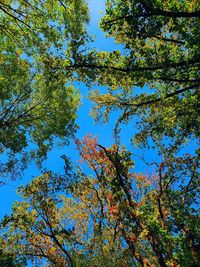 Low angle view of trees against sky