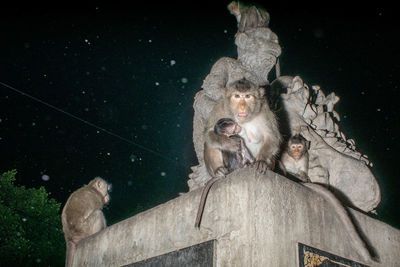 Monkeys in a high angle view of a monkey