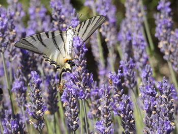 Close-up of butterfly on purple flowering plant