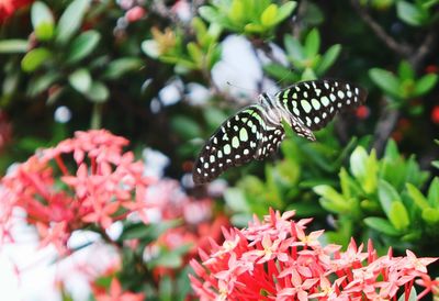 Butterfly flying over red ixora