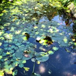 Reflection of trees in pond