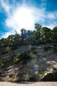 Trees growing in forest against sky