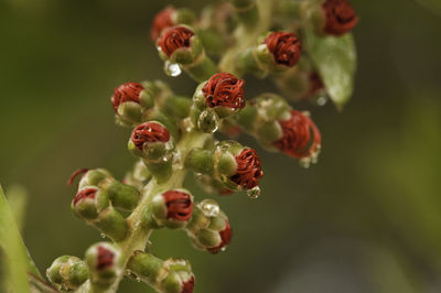 Close-up of flowering plant