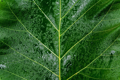 Full frame shot of wet green leaf