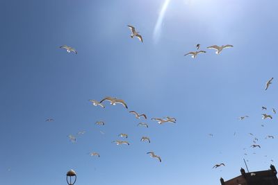 Low angle view of seagulls flying