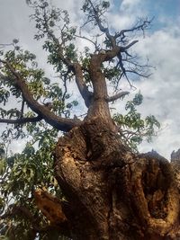 Low angle view of trees against sky