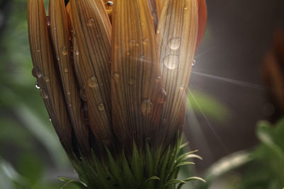 Close-up of wet plant