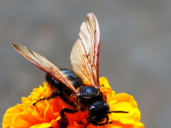 Close up of wasp on flower. blur and grain background. taken on february 22, 2018.