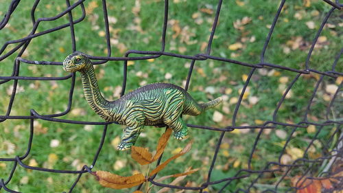 View of a lizard on a fence