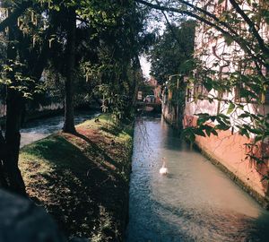 View of birds in river