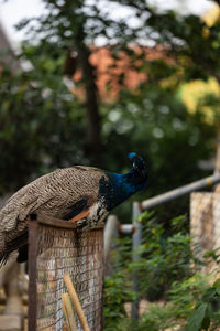 Close-up of peacock