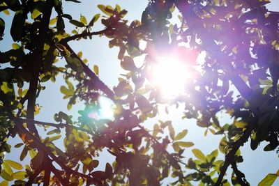 Low angle view of trees against sky