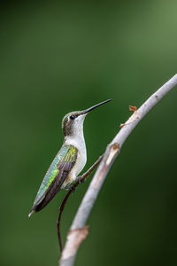 Close-up of bird perching on plant