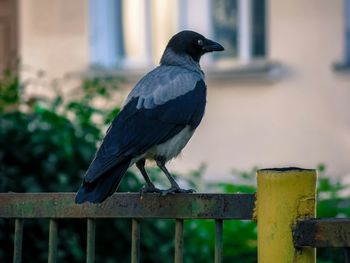 Close-up of bird perching on railing