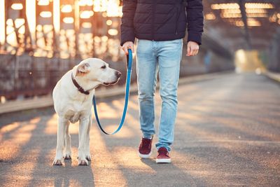 Low section of man standing with dog