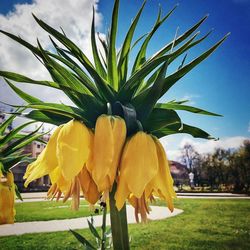 Yellow flowers growing on tree