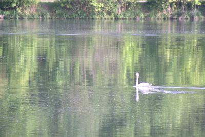 View of ducks swimming in lake