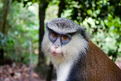 Portrait of monkey looking away