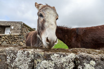 Horse on rock against sky