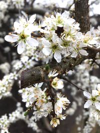 Close-up of white cherry blossoms in spring