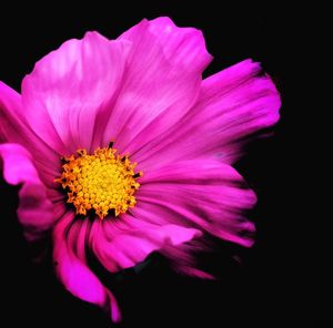 Close-up of flower over black background