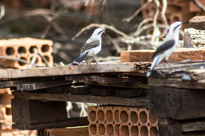 Close-up of bird perching on wood