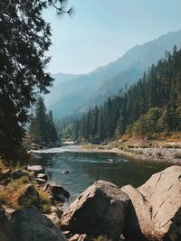 Scenic view of river in forest against sky