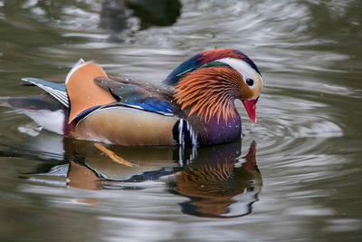 Close-up of duck swimming in lake