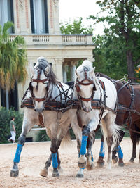 Horse cart moving on dirt road against building