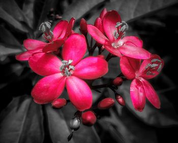Close-up of red flowers