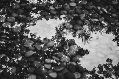 Low angle view of tree against sky