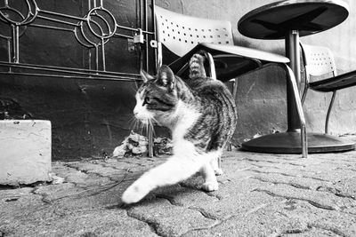 Cat looking away while sitting on seat