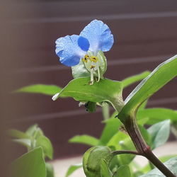 Close-up of purple flowering plant