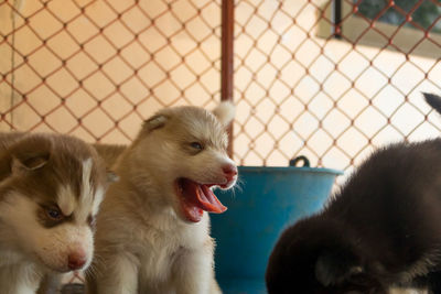 Siberian husky is in the cage with its mother.